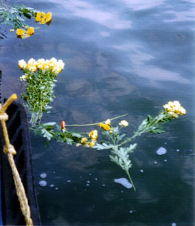 vissen